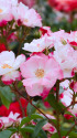 花霞