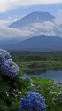 精進湖の紫陽花