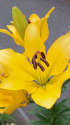 散歩道の花 2007-5-1