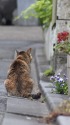 花を愛でる猫