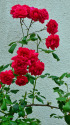 壁際の赤い薔薇