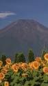 夏の富士山