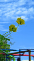 散歩道の花 2008-26-1