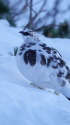 大天井岳の雄雷鳥2