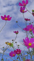 秋桜