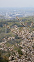 山桜