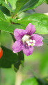 クコの花