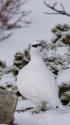 横通岳の白雷鳥