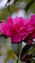 山茶花