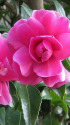 山茶花