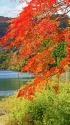 湖畔の紅葉