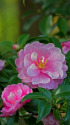 山茶花