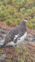 継子岳の雄雷鳥2