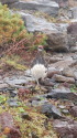 継子岳の雄雷鳥