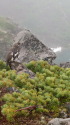 三の池の雄雷鳥3