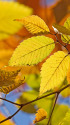 欅の紅葉