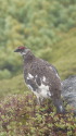 三の池の雄雷鳥4