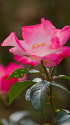 花霞