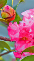 花と蕾