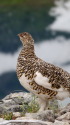 三の池の雌雷鳥3
