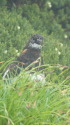 常念岳の雄雷鳥7