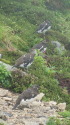 常念岳の雄雷鳥9