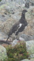 常念岳の雄雷鳥11