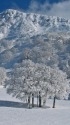 白の世界