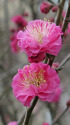 咲き始めた梅花
