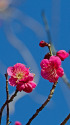 散歩道の花 2021-01-30