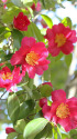 山茶花