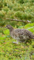 雷鳥坂の雌雷鳥