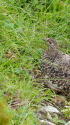 雷鳥坂のママ雷鳥3