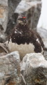 白馬岳の雄雷鳥