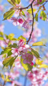 河津桜