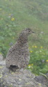 白馬岳のママ雷鳥