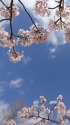 早咲き♪ 玉縄桜