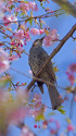 河津桜にヒヨドリ