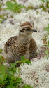 蝶ヶ岳のチビ雷鳥7