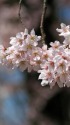コヒガンザクラ開花