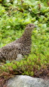 蝶ヶ岳のママ雷鳥8