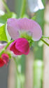 絹さやの花