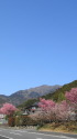 里山のオカメ桜