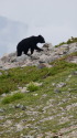 山のクマさん