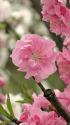 花桃