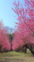満開♪桃花