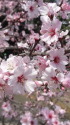 アーモンドの花
