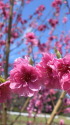 青空に咲く桃の花