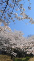 満開.染井吉野