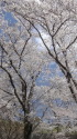 満開桜